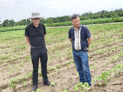 专家田间“把脉”开良方 科技服务团精准施策战梅雨