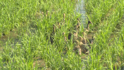 石首市百子庵村：鸭苗“上岗”  绿色种养开启生态农业新篇章