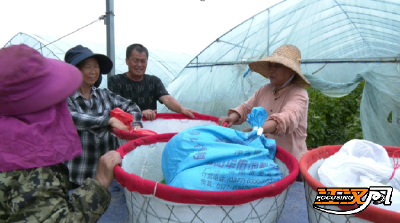 荆州江陵：甜蜜经济激活致富密码