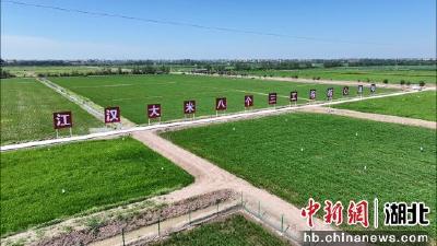 中新网关注 | 监利扛起“江汉大米”品牌大旗 打造南方人的米仓