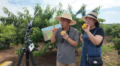 荆州石首：直播带货进果园 助力黄桃“云端”热销
