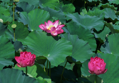 【媒眼看荆州】7月4日—7月6日 央省媒体聚焦荆州美景、乡村振兴...