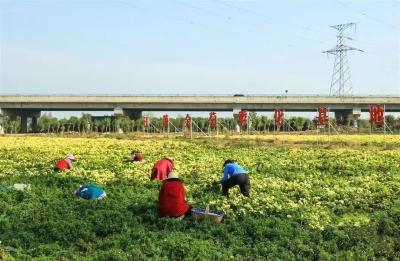 荆州江陵县两湖垸村：蔬菜田里种出致富好光景