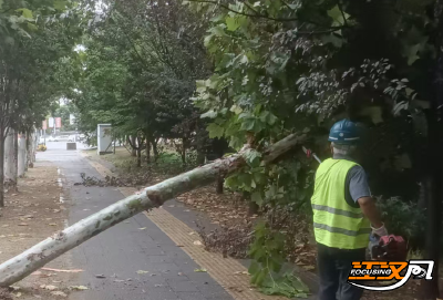 应对强降雨、解决安全隐患 沙市区快速处置倒伏树木 