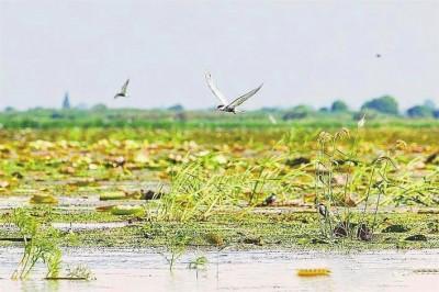 从前“白水”翻浊浪 今朝洪湖“绿毯”托鸟巢
