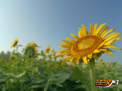 石首市小河口镇：向日葵花海盛放 邀您共赴夏日浪漫之约