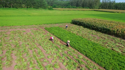 荆州江陵：亩均增收千余元！小花生变“金豆豆”