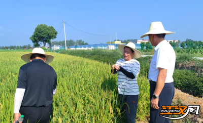 高温“烤”验 担当有“我”​丨湖北荆州：全力护航秋粮度夏​