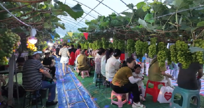 石首市郭家铺村：农文旅融合 “小葡萄”带来“甜蜜流量”
