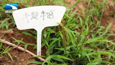 “植物大熊猫”在野外试种成功