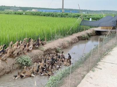 荆州石首市长安村：鸭与蛙在稻田里成就一番“大事业”