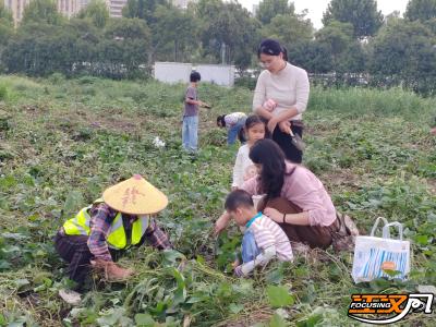 一场秋日里的城市“丰收节”：荆州“全民挖红薯”共享劳动快乐