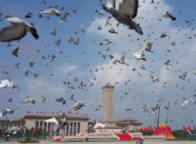 参加阅兵的鸽子都是“借”的？北京市民：鸽子已到家