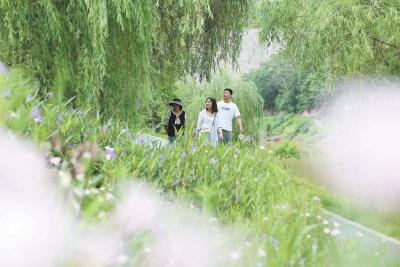 花溪河的“生态手术”