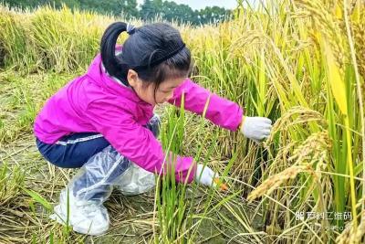 稻花香里说丰年：挖红薯+割稻谷+自家厨房 亲子农耕1日游