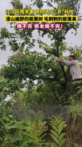 江汉风周末聚 带你进山“寻”秋啦~