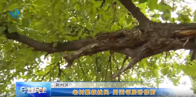 e线民生 | 老树繁枝扰民 周围邻居盼修剪
