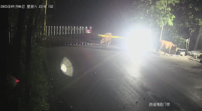 石首：护栏遭“破坏” “肇事者”竟是两头黄牛