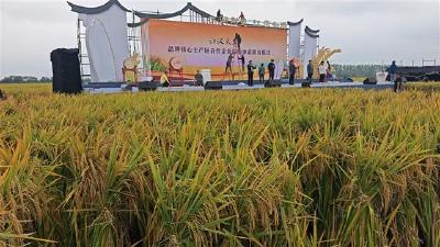 “水润荆楚 江米如珠” 江汉大米品牌推介会明日启幕