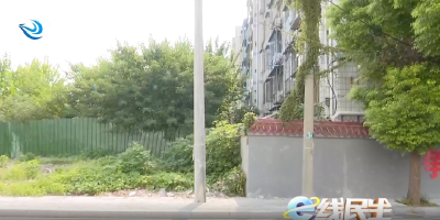 e线民生 | 野树“疯”长影响采光 谁来清理？