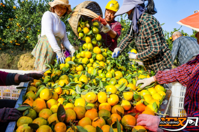 精准服务 柑兴橘旺 公安县章庄铺市场监管所推动特色产业提质增效