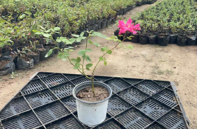 明日上午 荆州“万盆鲜花”颁奖仪式举行 市民现场可领“惊喜”