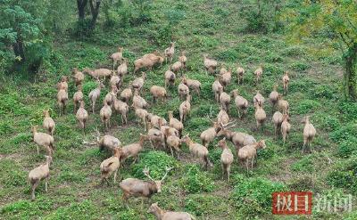 荔枝新闻关注 何以中国｜江豚起舞、麋鹿撒欢，荆江之畔成为“湿地精灵”乐园