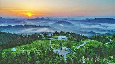 一叶“藤”飞香天下 ——来凤县推动藤茶产业高质量发展纪实