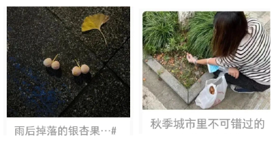 @荆州人 路边这种小果子，别捡！别吃！