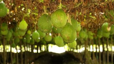 荆州公安县：年产值千万元！小瓜种出大产业