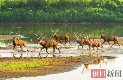 极目新闻关注 何以中国｜江豚起舞、麋鹿撒欢，荆江之畔成为“湿地精灵”乐园