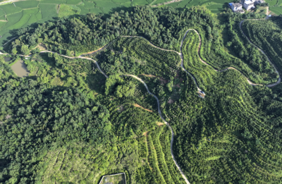 油茶满山坡，致富谱新篇——通城油茶产业振兴全景纪实