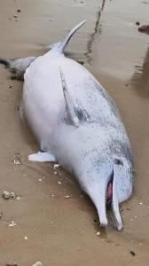 “海上大熊猫”中华白海豚疑遭遇难产，母子双亡搁浅湛江海滩，当地：尸体将用于科研