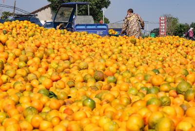 橘子红了 果农笑了——“荆南橘乡”章庄铺万亩橘园喜获丰收
