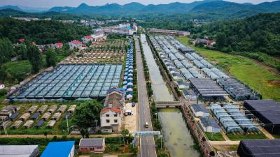 青山绿水间，一朵菇的绿色蝶变