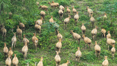 央视网 | 湖北石首：看麋鹿江豚共舞生态画卷