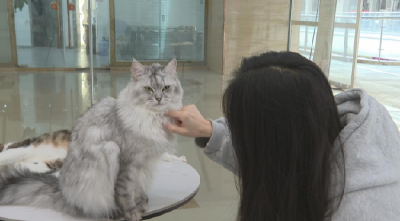 石首：“猫咖”新业态 激活市场新活力