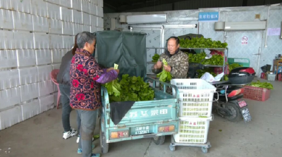 江陵：白菜薹抢鲜上市 亩产值约万元