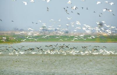 从“吃湖”到“守湖”：稻虾肥，候鸟归