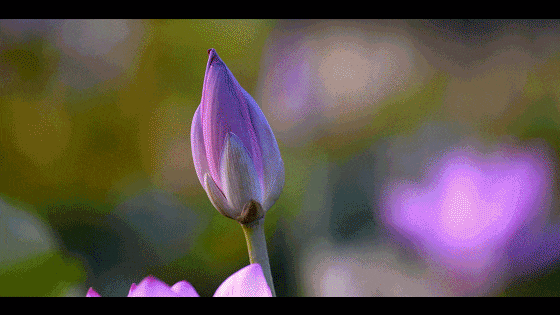 “藕”遇洪湖，誉满天下！