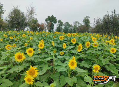 邂逅节日浪漫！临江仙公园向日葵花海迎来盛花期