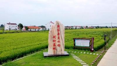 荆州公安：讲好制种故事 绘就发展新篇