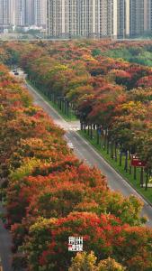 当清风拂面~ 浓绿间晕染点点金黄，秋意便在这流转的色彩中，悄然铺展……