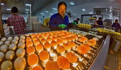 荆州鲜蛋“闯”世界 前三季度产销超两亿枚