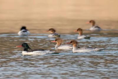 荆州：不负约定，她“回家”了