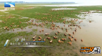 麋鹿回归40周年 石首谱写生态新篇