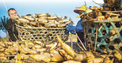 洪湖莲藕，创下三个“全国第一”