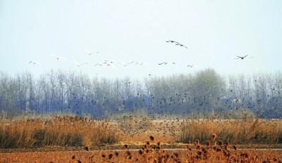 公安崇湖湿地的朋友们回来了