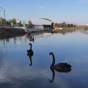 石首这个公园迎来“新业主”！黑天鹅们已就位！速来围观！