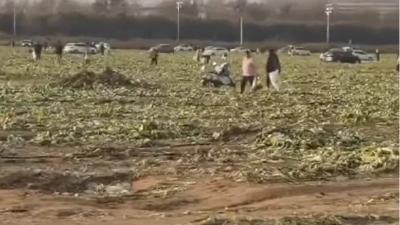 网传“免费采捡白菜”事件，官方通报！